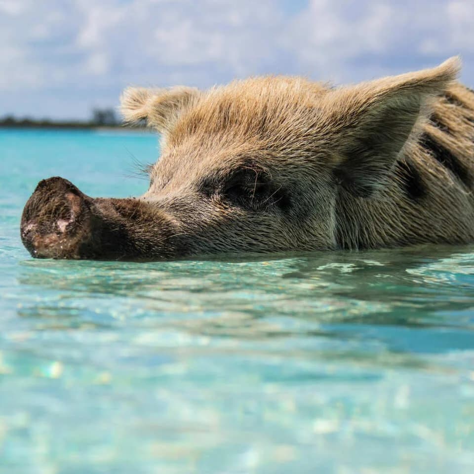 Pig Island (Koh Madsum)