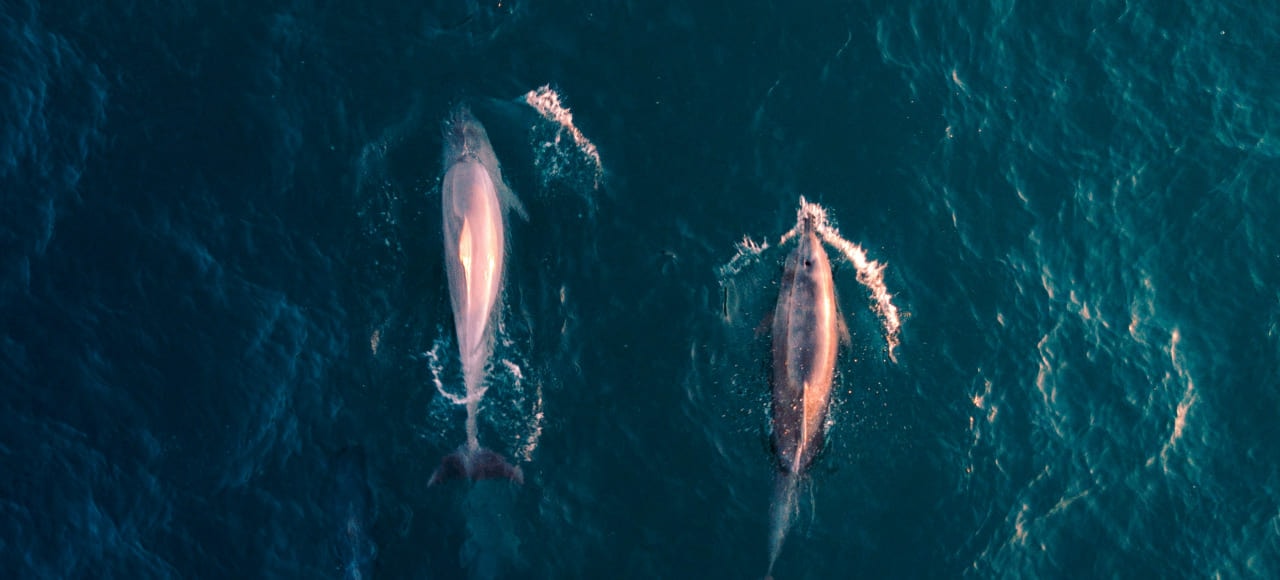 listing card gallery